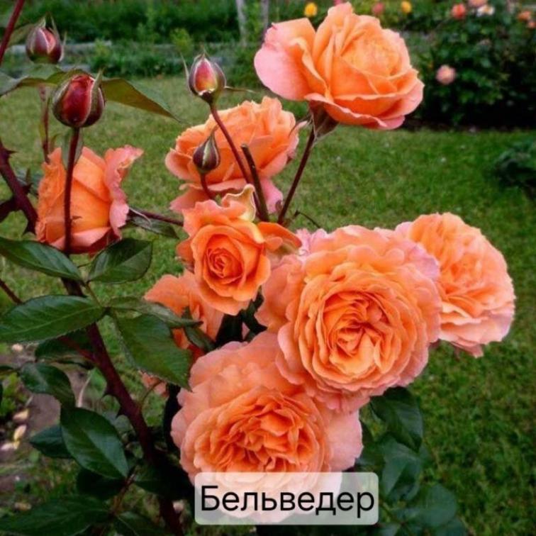 Роза Бельведер 5