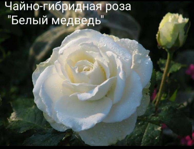 Роза Белый Медведь 2