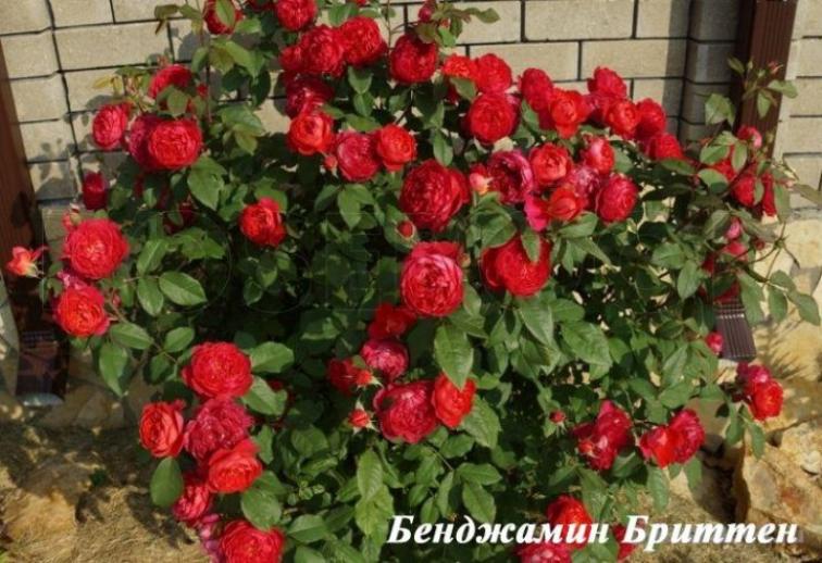 Роза Бенджамин Бриттен