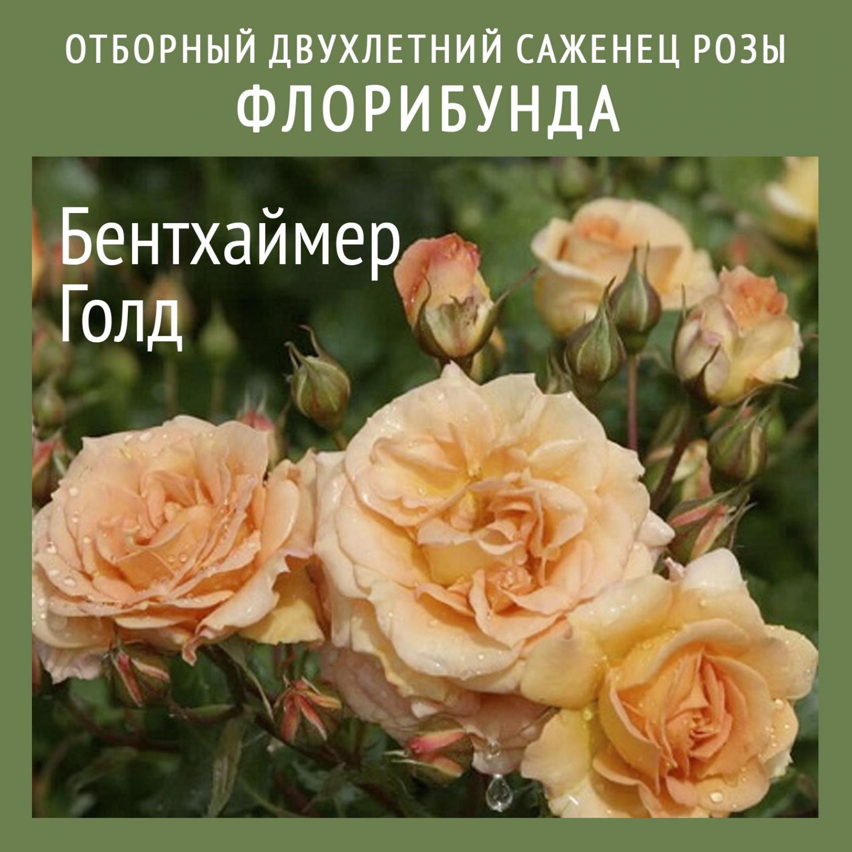 Роза Бентхаймер Голд 3