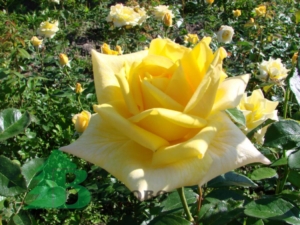 Роза Беролина