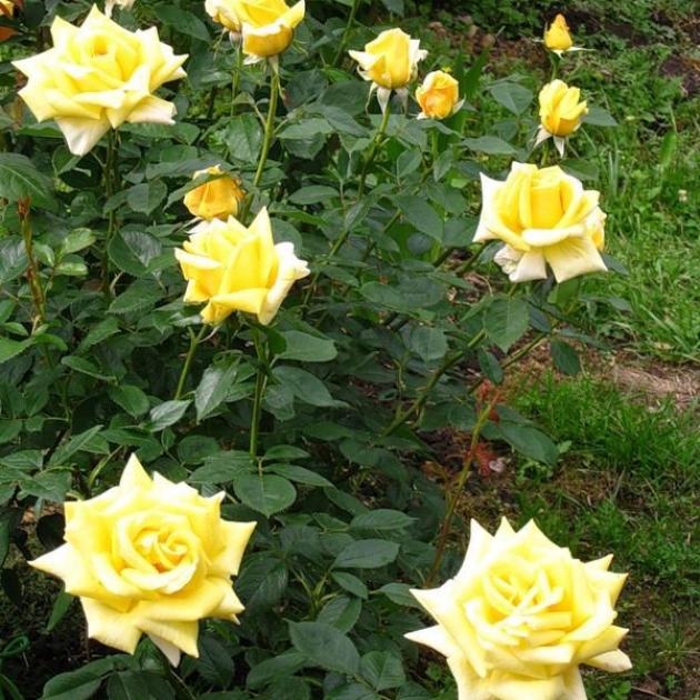Роза Беролина 5
