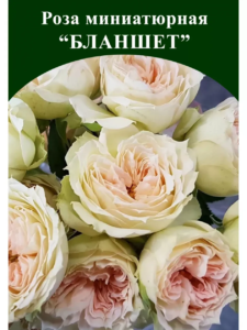 Роза Бланшет