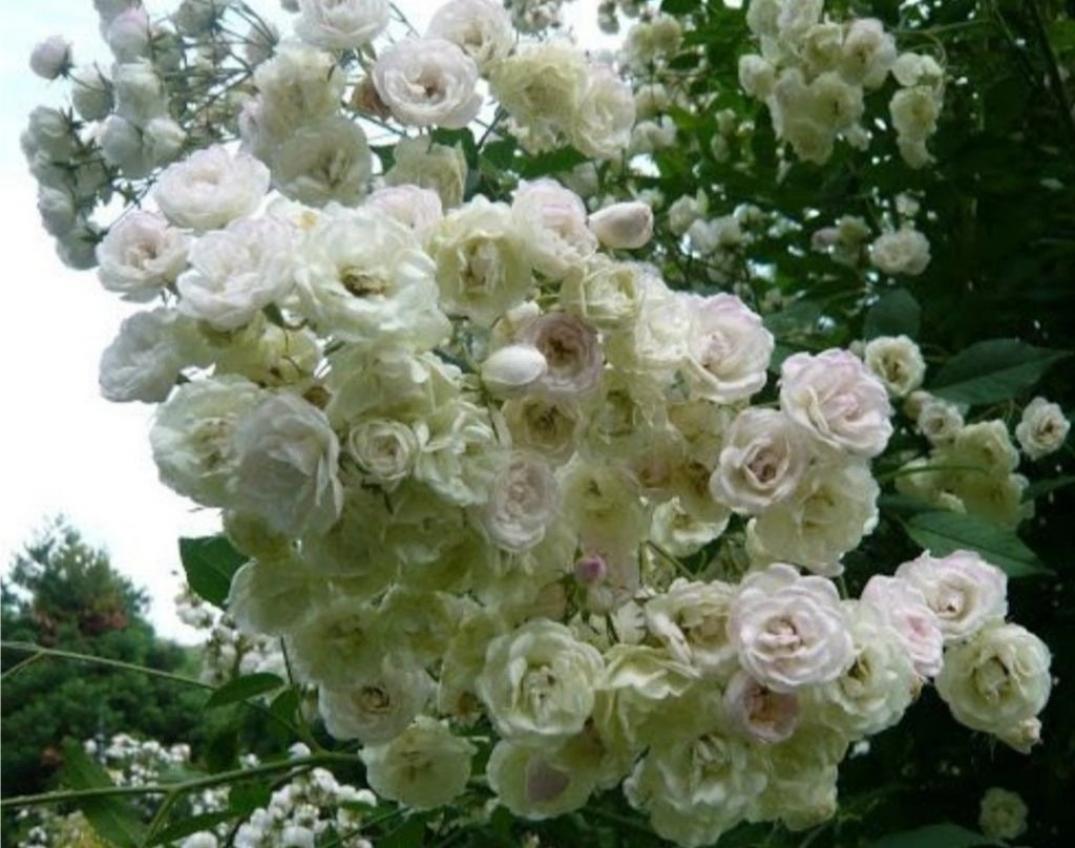 Роза Блашинг Брайд 4