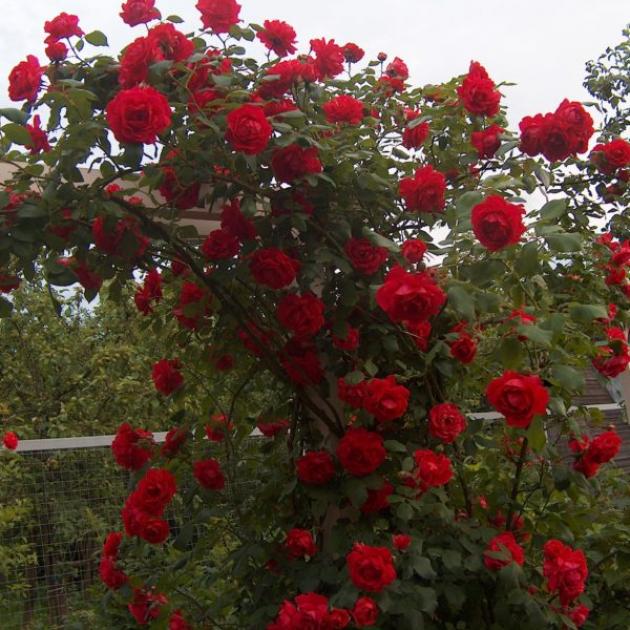 Роза Блейз Супериор 5