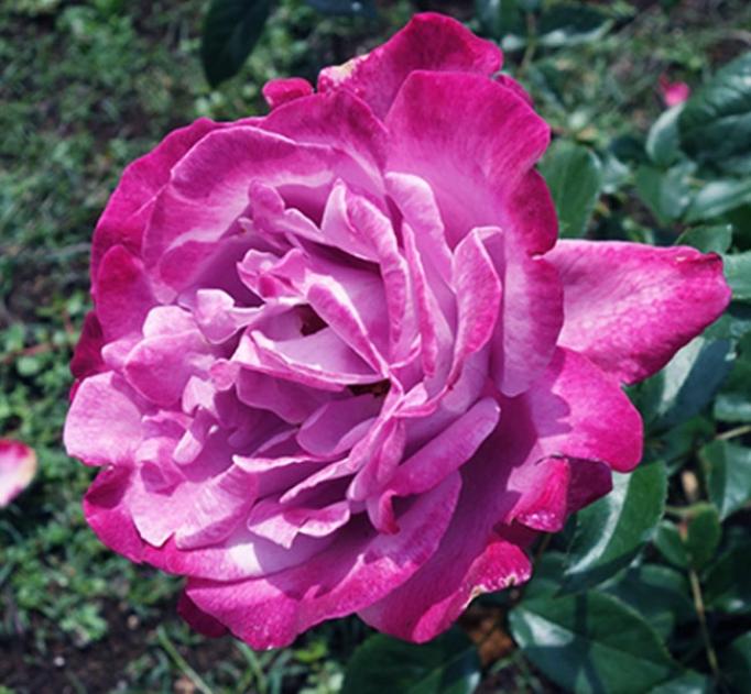 Роза Блю Лейк 3