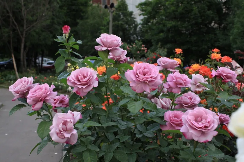 Роза Блюз 3