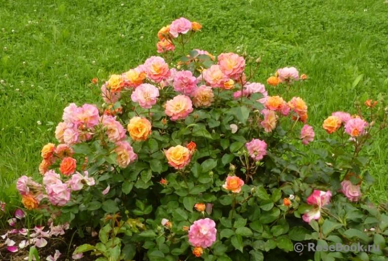 Роза Бордюр Камае 5