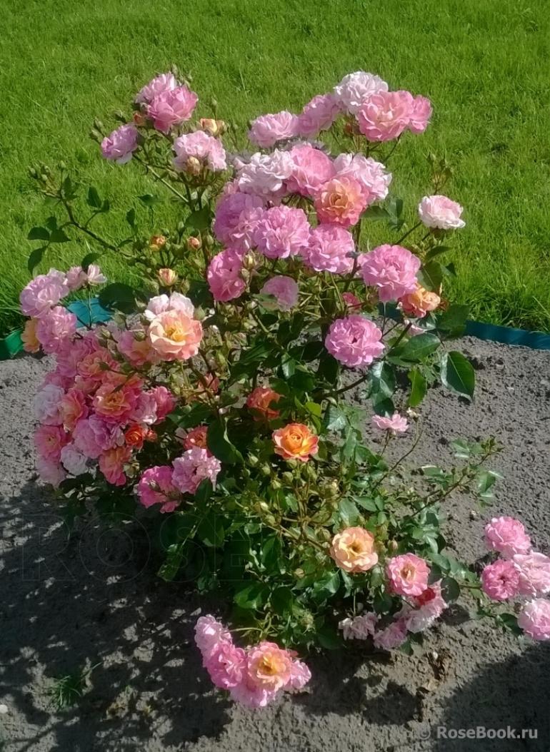 Роза Бордюр Камае 6