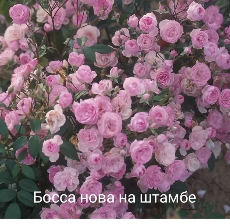 Роза Босса Нова 4