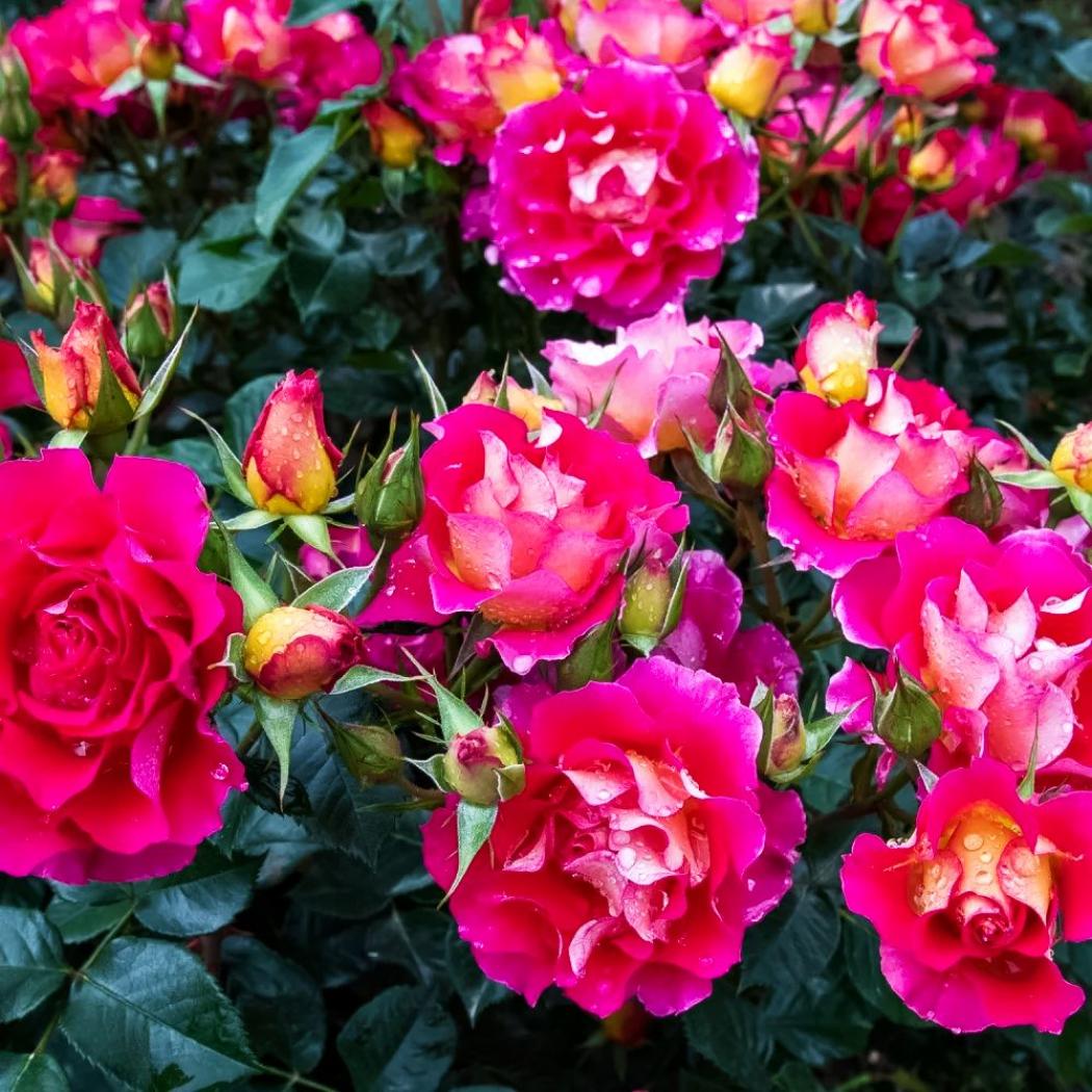Роза Брера 4