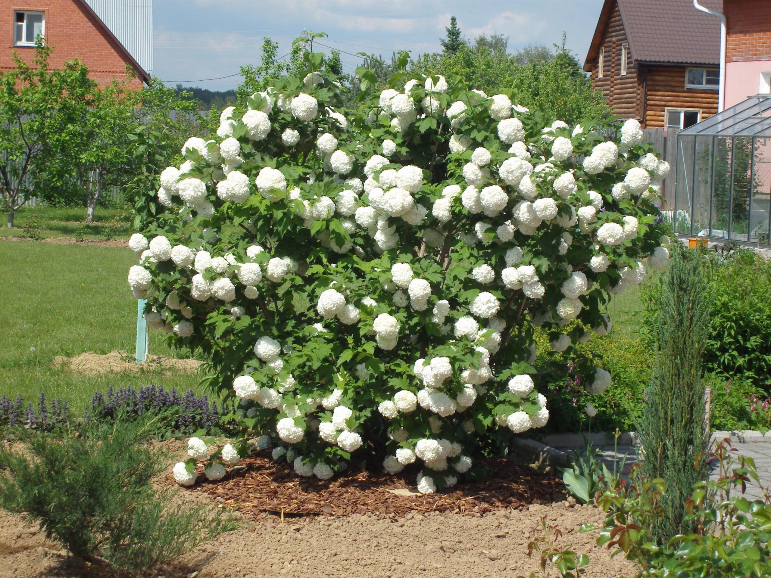 Роза Бульденеж 2