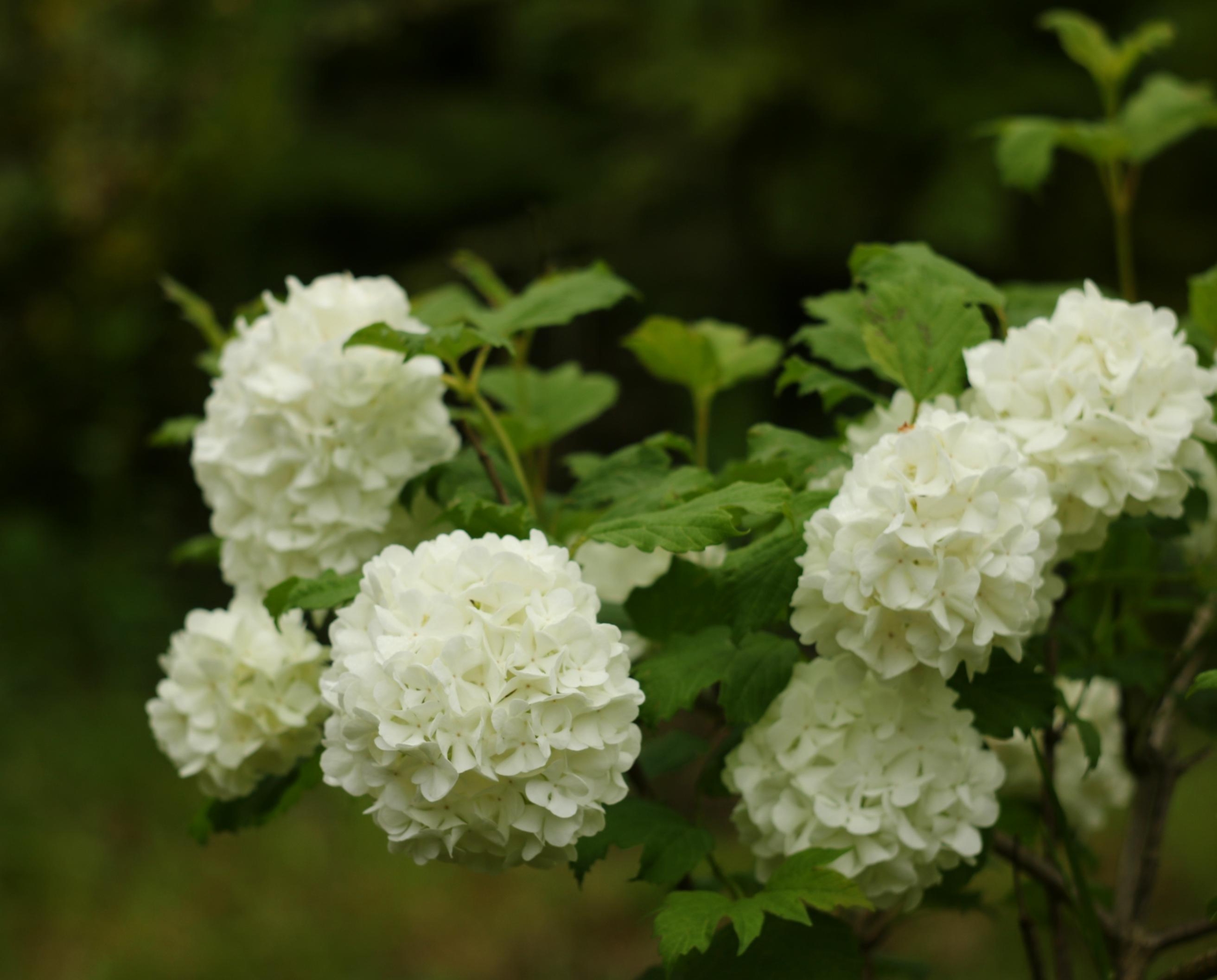 Роза Бульденеж 3