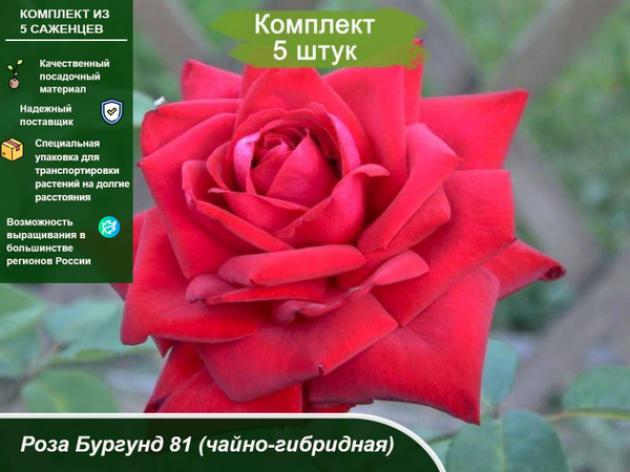 Роза Бургунд 81 2