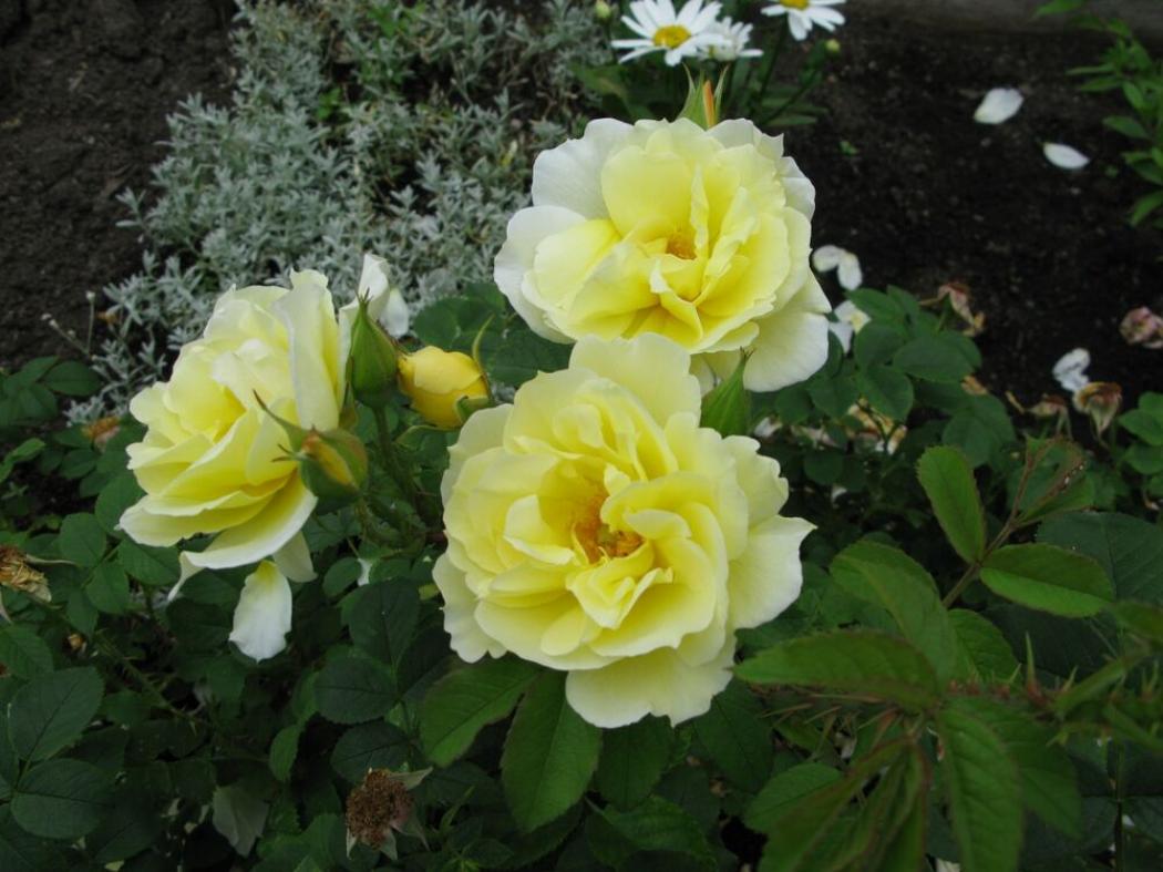 Роза Дагмар Хаструп 3