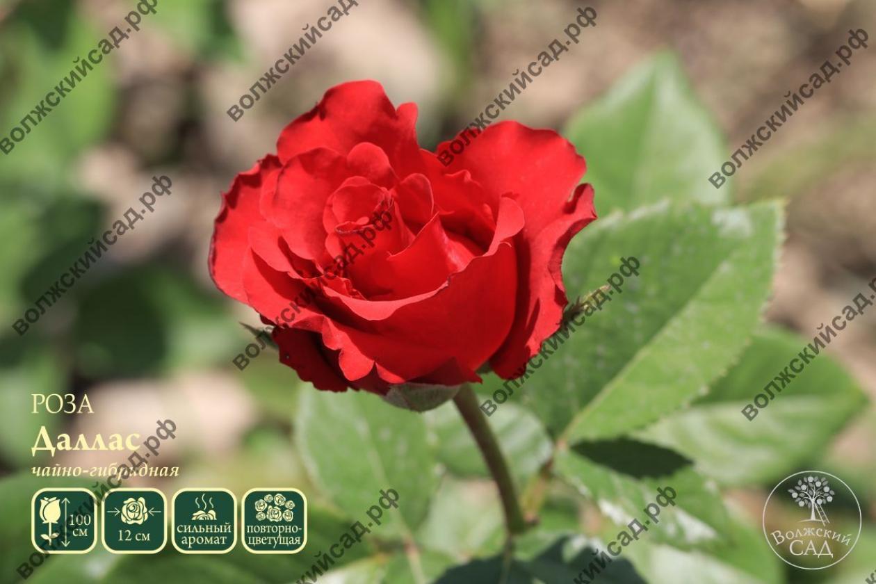 Роза Даллас 3