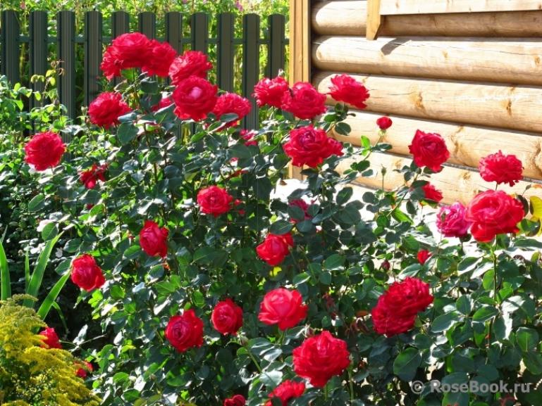 Роза Дам де Кер 6