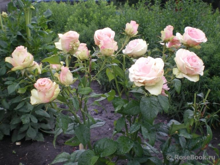 Роза Дансинг Квин 3