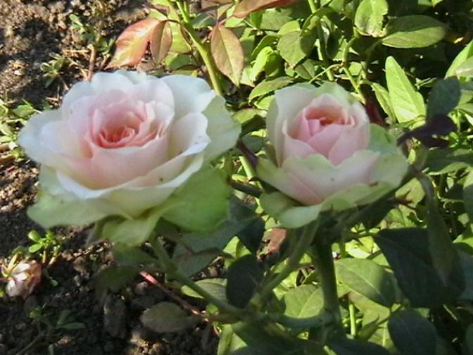 Роза Дансинг Квин 5
