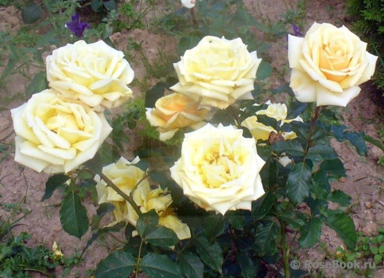 Роза Даймонд Джубили 4
