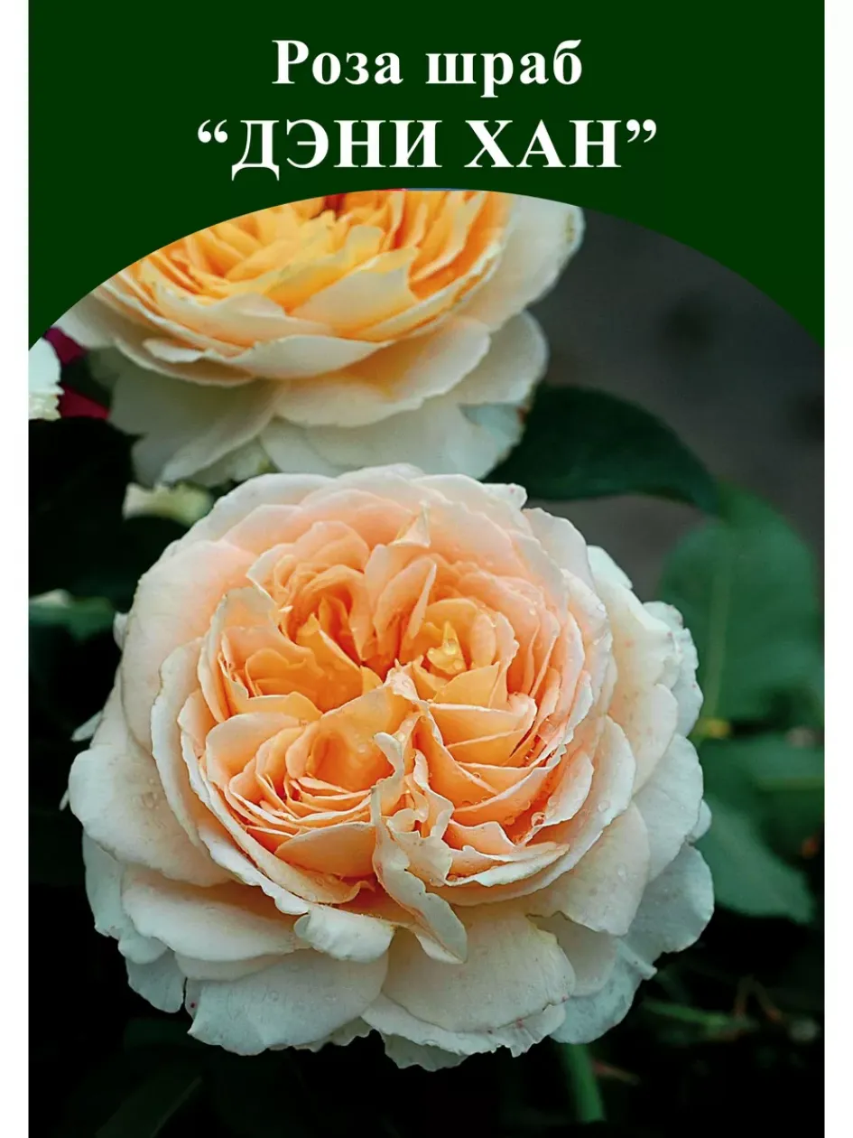 Роза Дени Хан 2