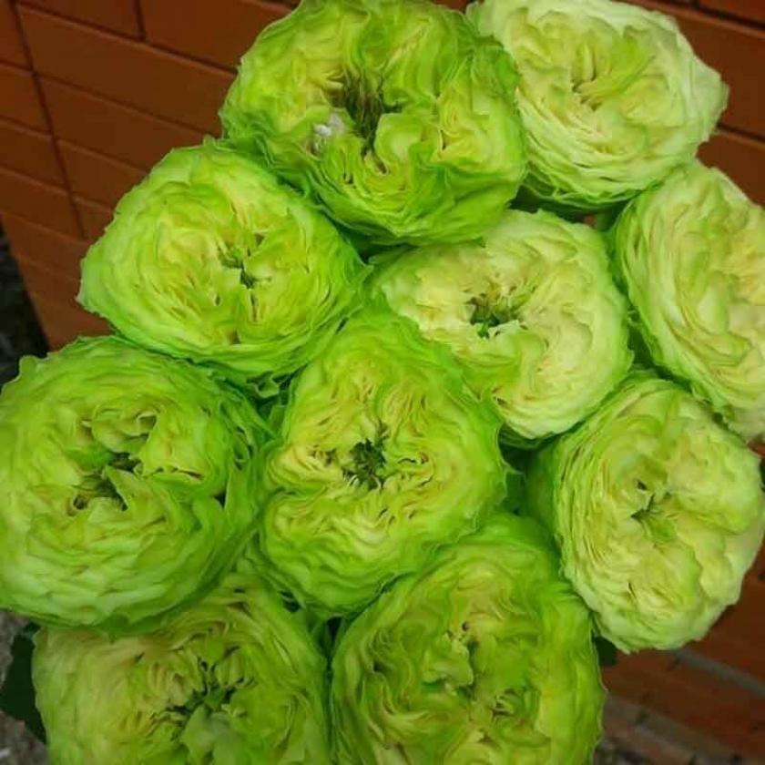 Роза Дениз 3