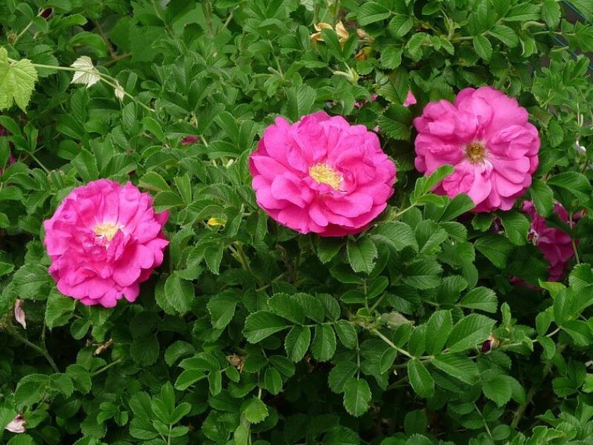 Роза Дэвид Tомпсон 3