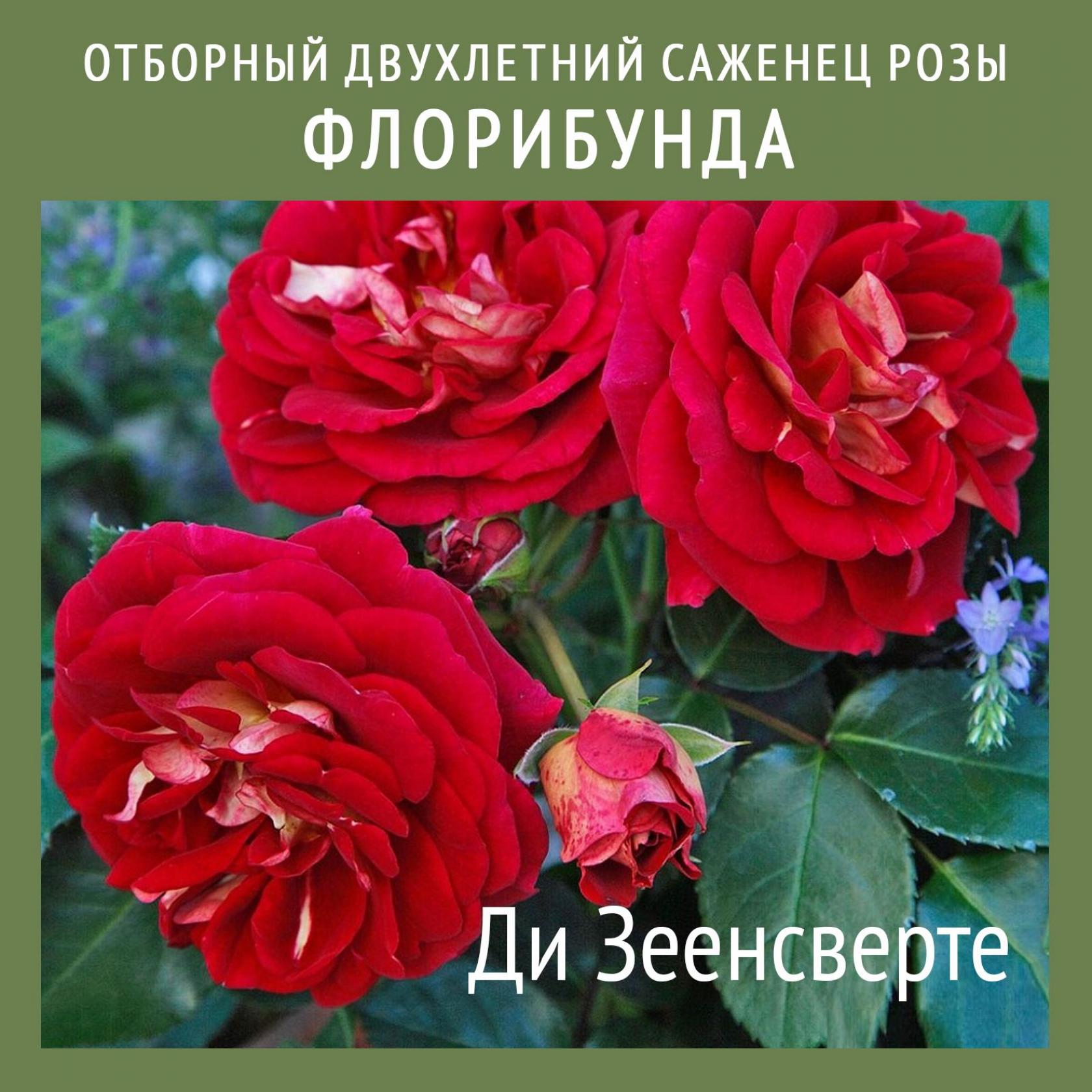 Роза Ди Зеенсверте 3