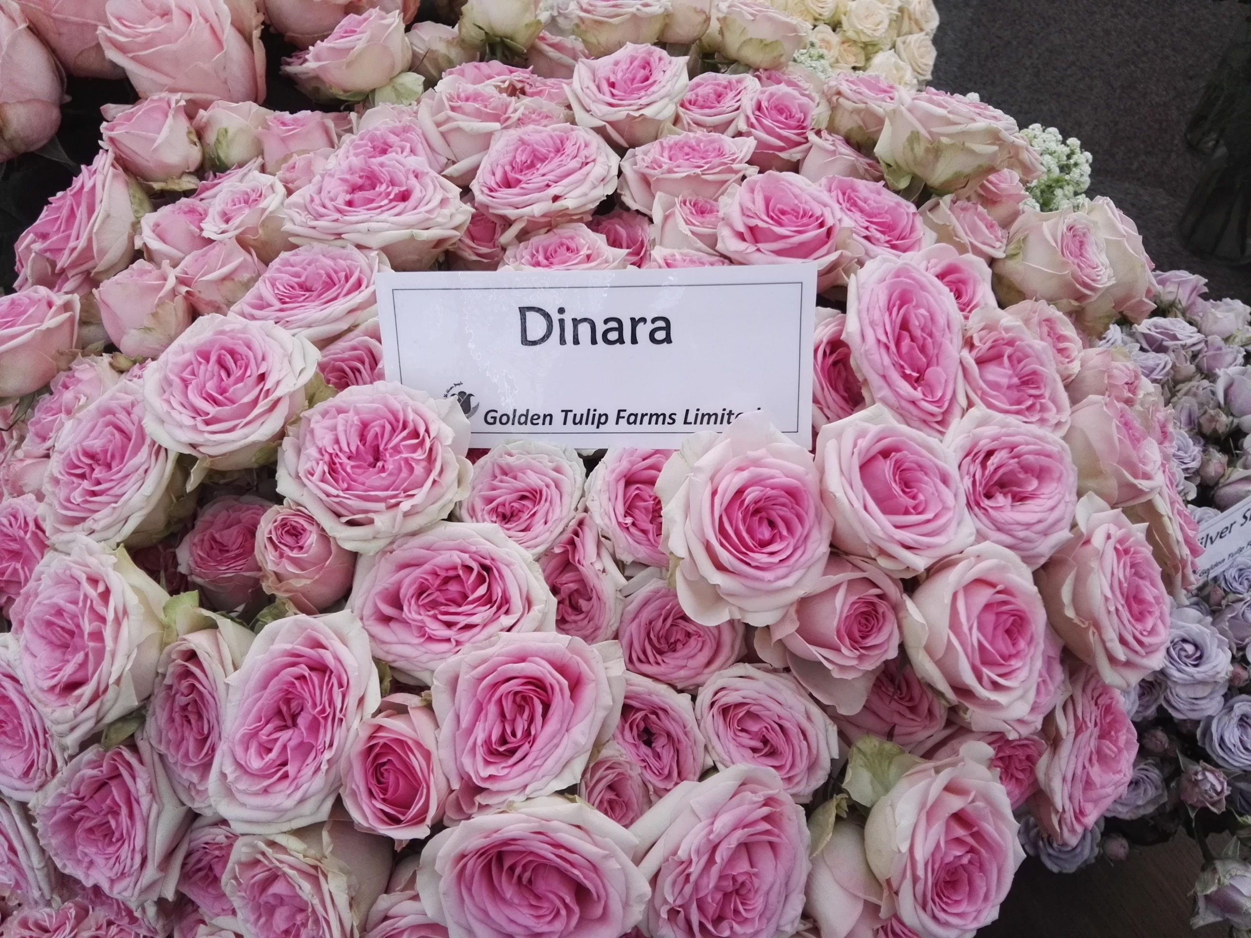 Роза Динара 4