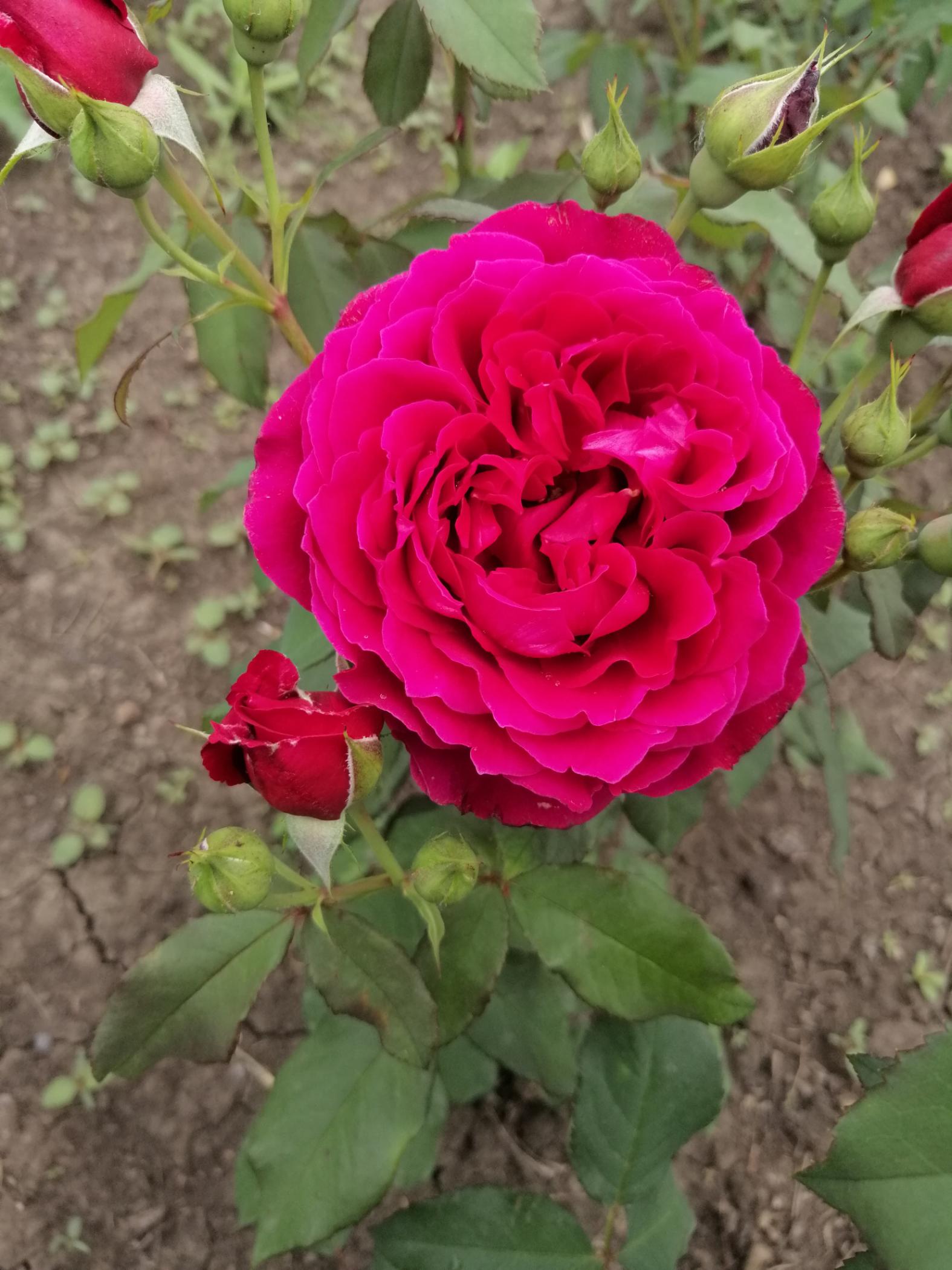 Роза Дино де Лаурентис 6