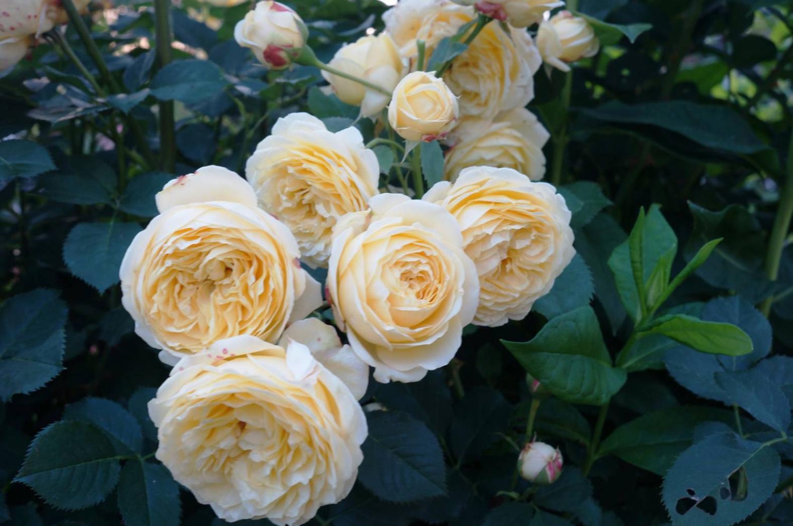 Роза Дива 5