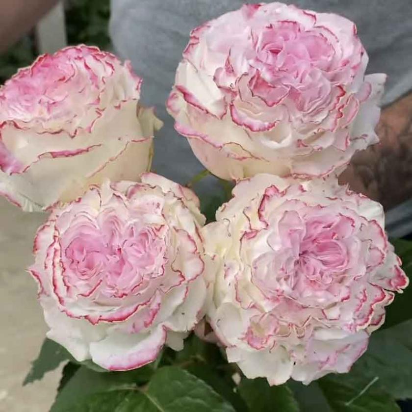 Роза Дольче Саммерхаус 5