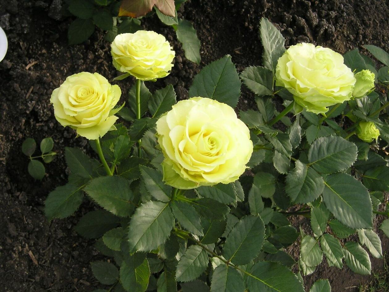 Роза Доллар 2
