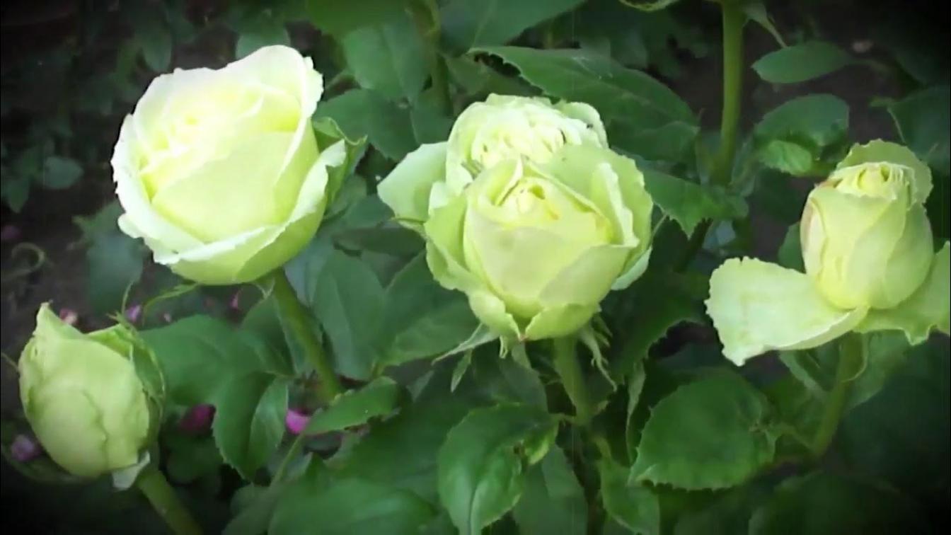 Роза Доллар 5