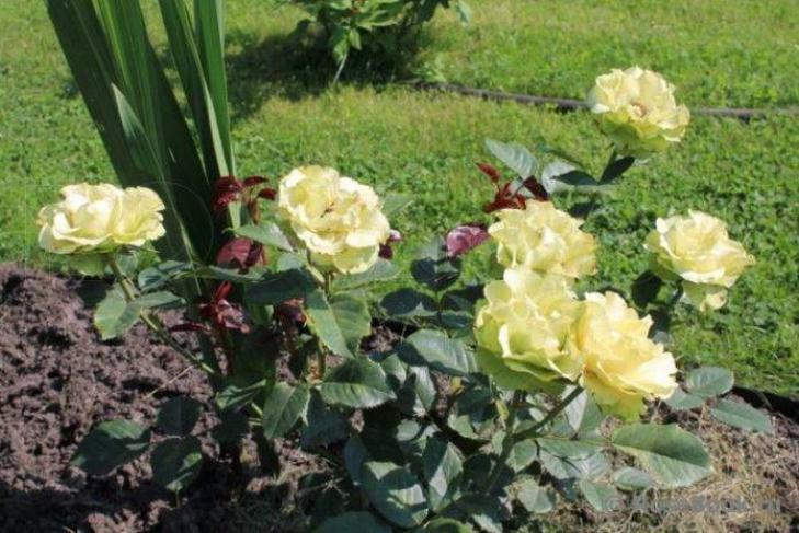 Роза Доллар 6