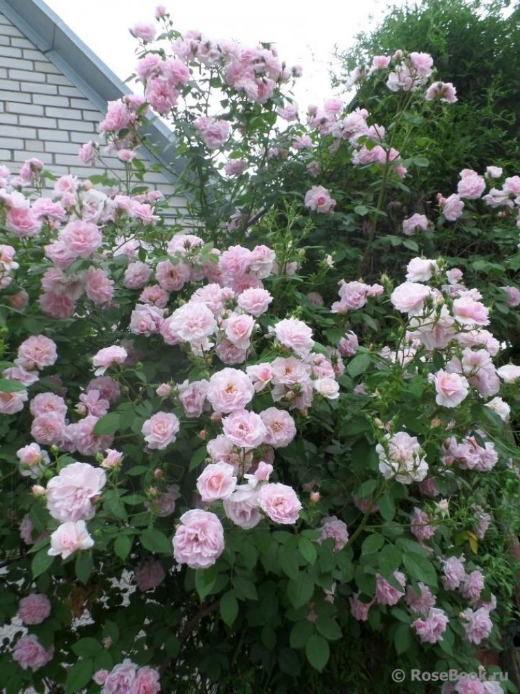 Роза Домен де Курсон 6