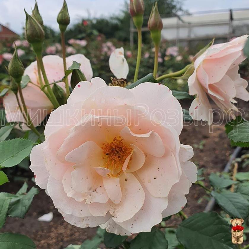 Роза Дрина Река 2