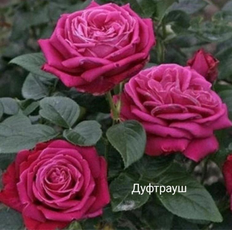 Роза Дуфтрауш