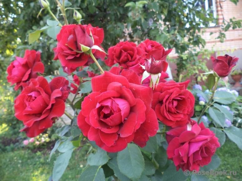 Роза Дуфтцаубер 84 3