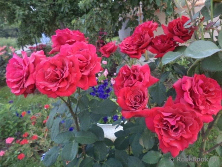 Роза Дуфтцаубер 84 4