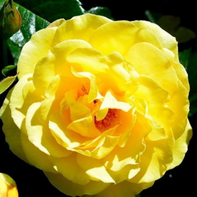 Роза Дукат 6