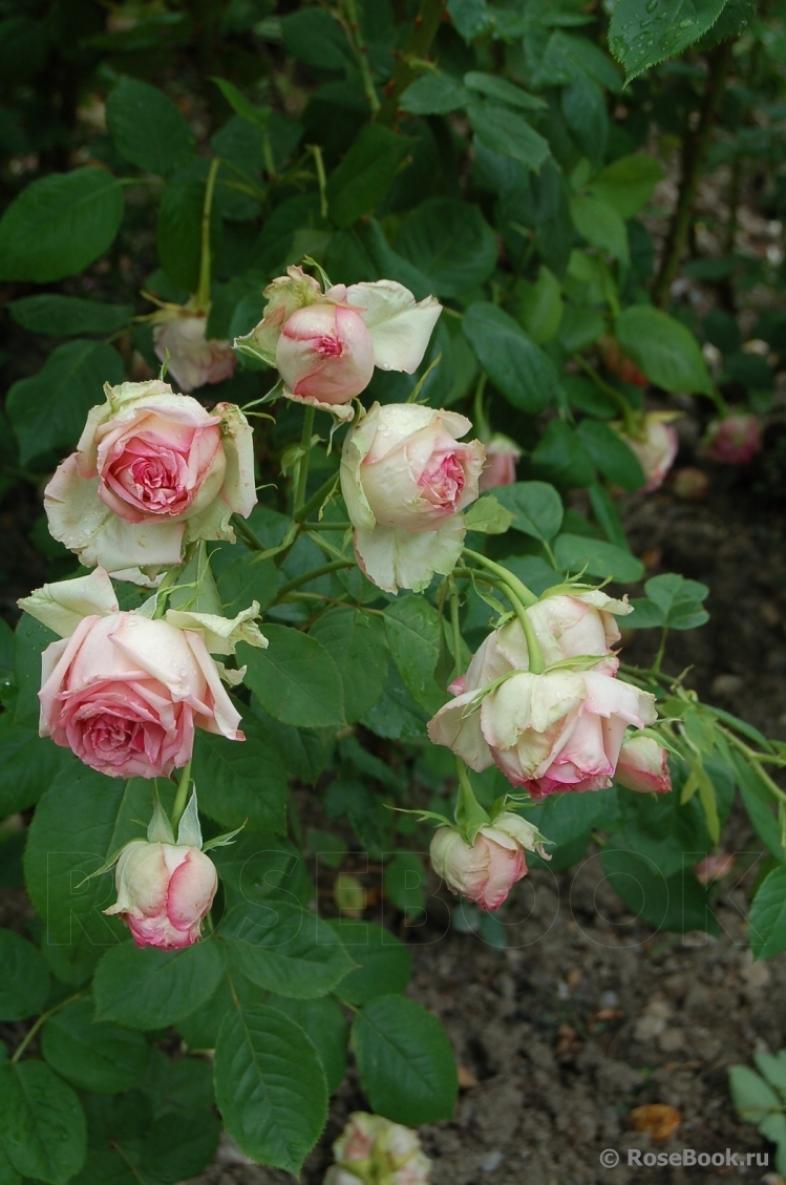 Роза Джим 3