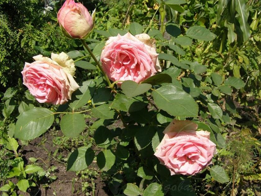 Роза Джим 4