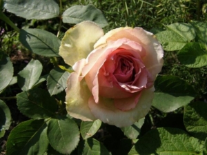 Роза Джим