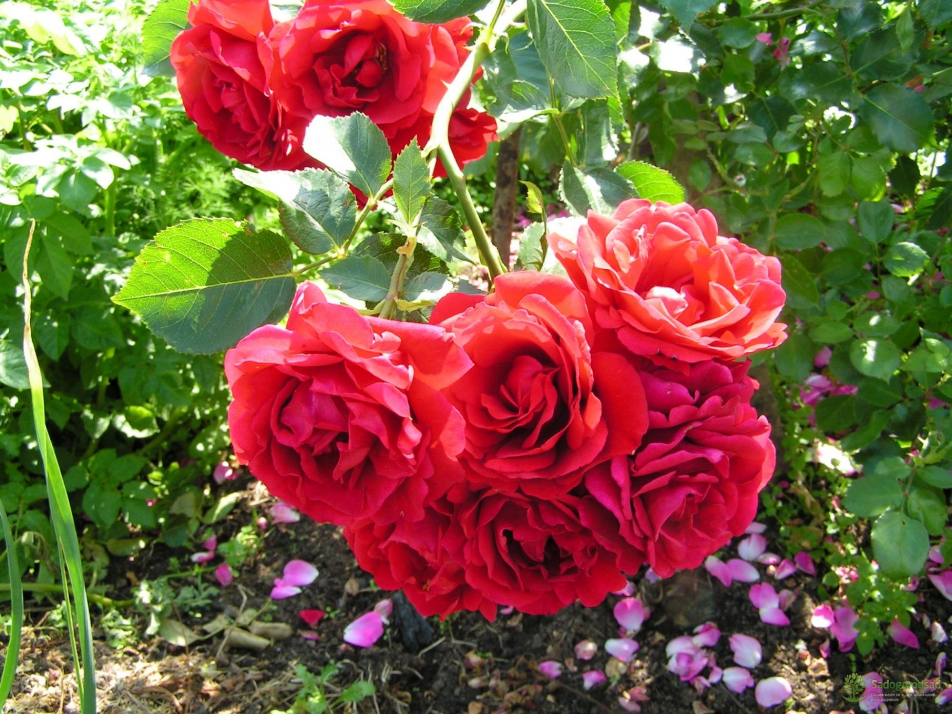 Роза Джинни 6