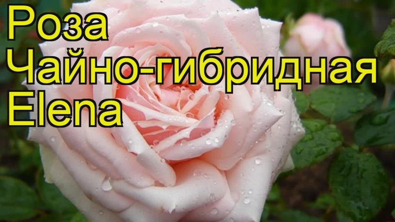 Роза Елена 2