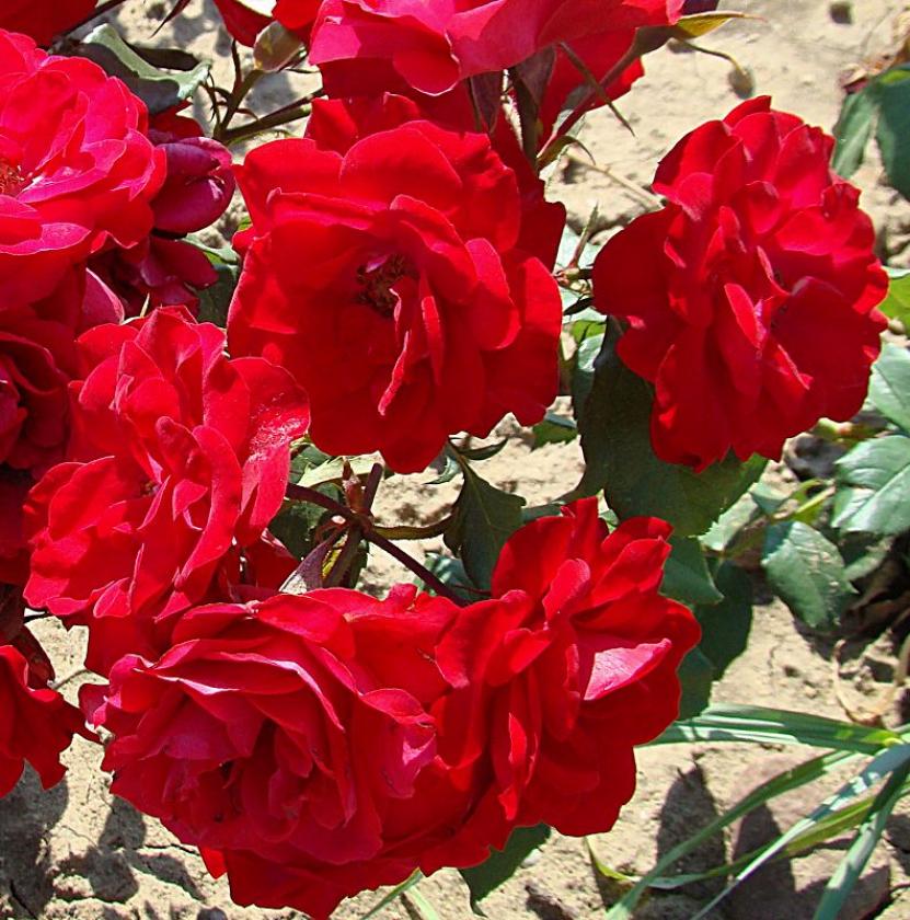 Роза Европеана 3