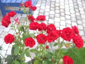 Роза Г.Х. Андерсен