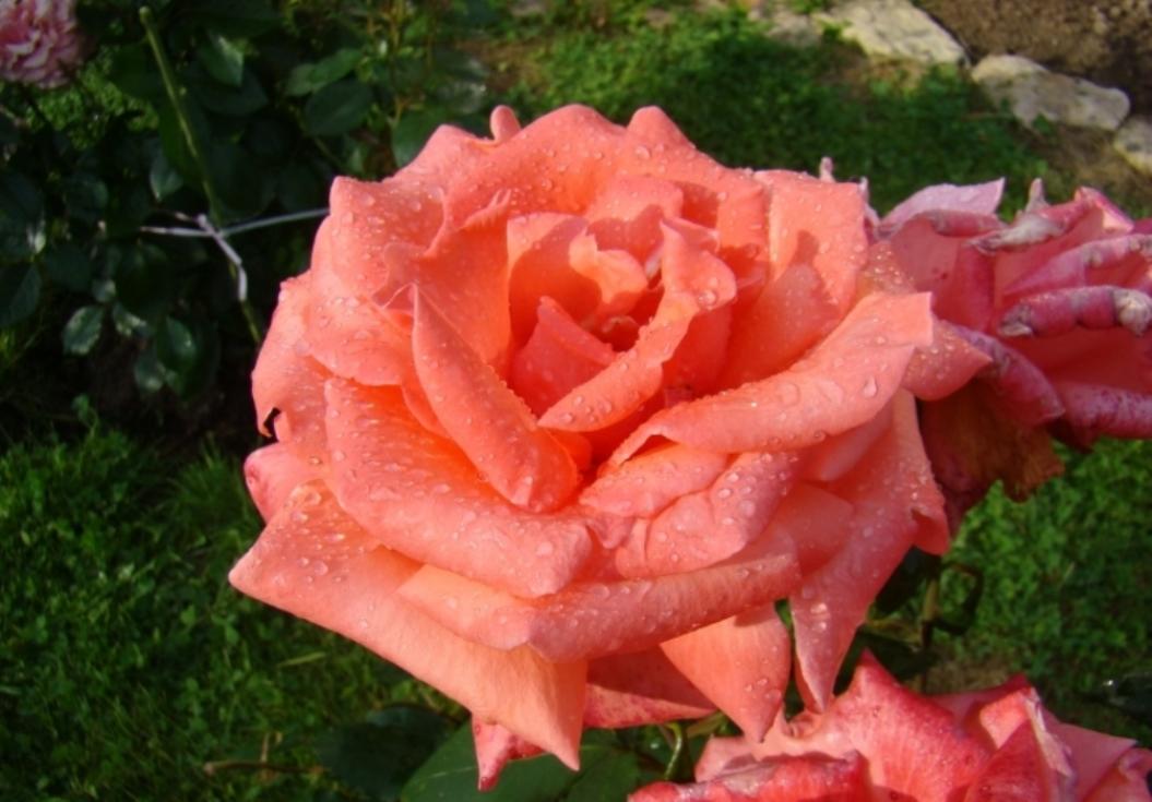 Роза Гармония 3