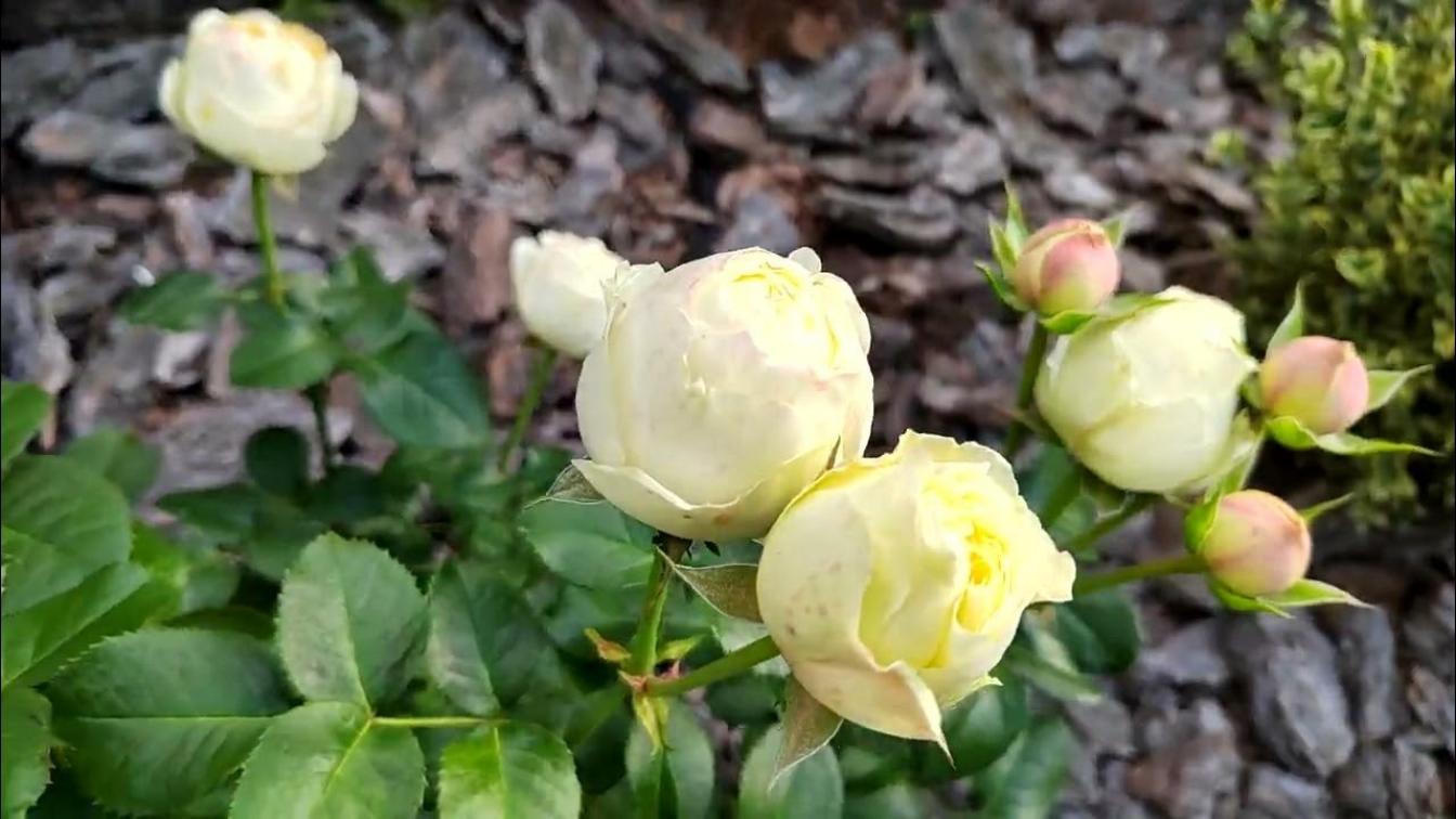 Роза Гайд Парк 5